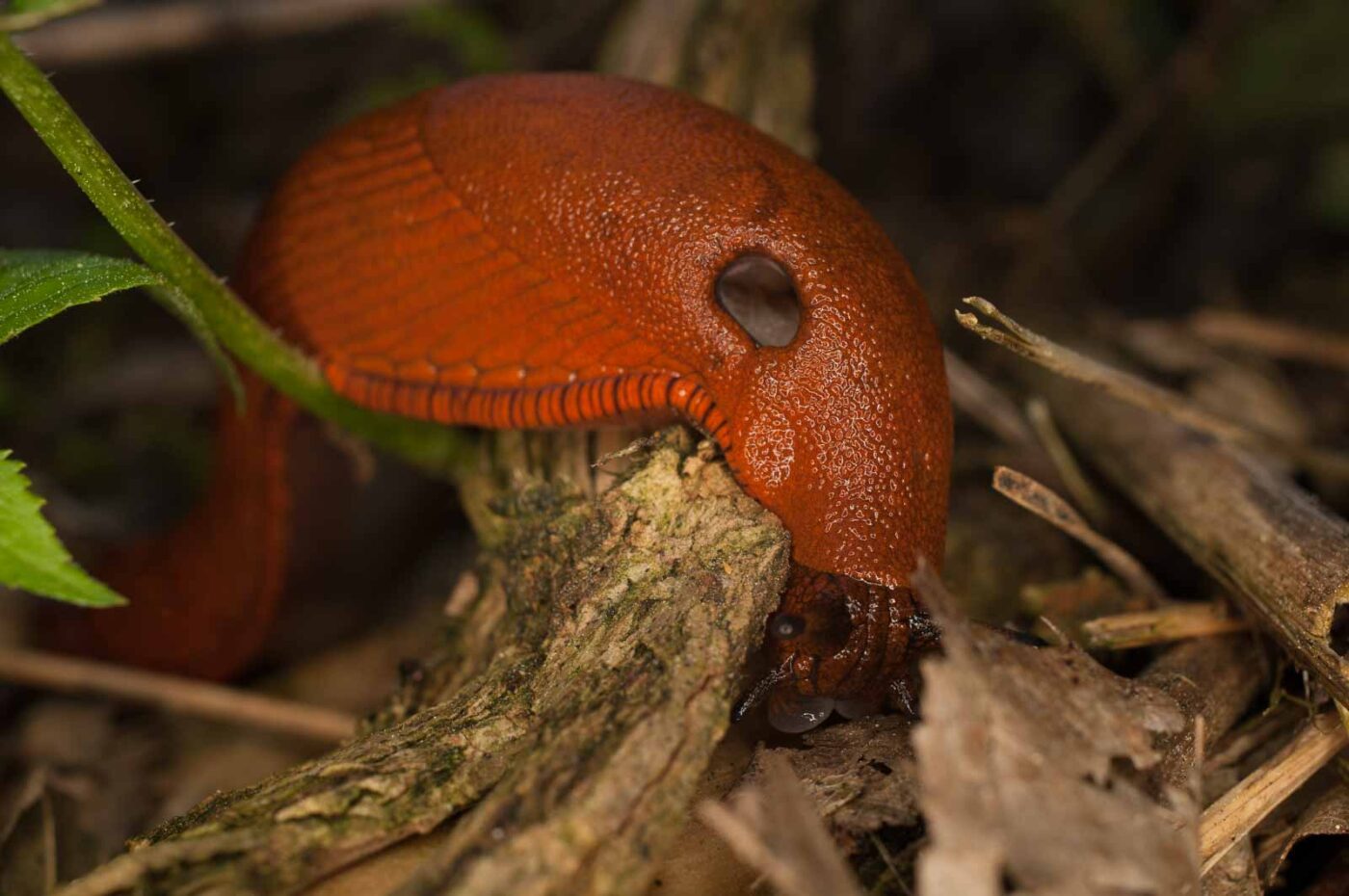 2017-05-21 - NSG Binksknapp Recklinghausen