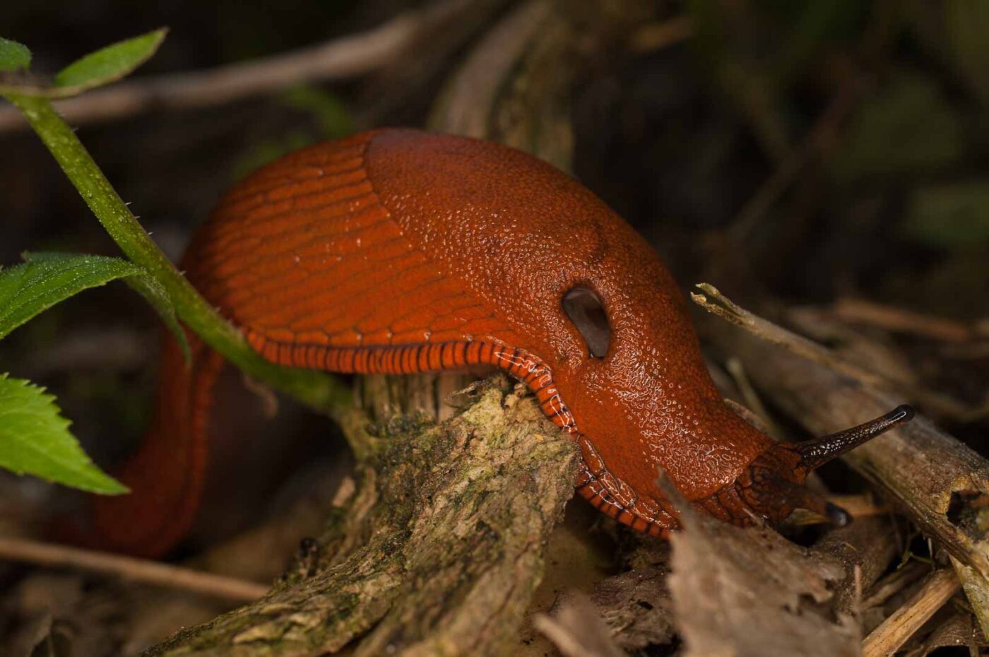 2017-05-21 - NSG Binksknapp Recklinghausen