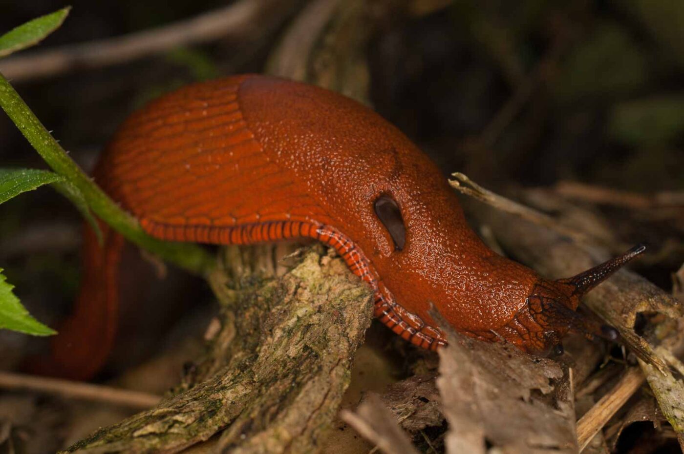 2017-05-21 - NSG Binksknapp Recklinghausen