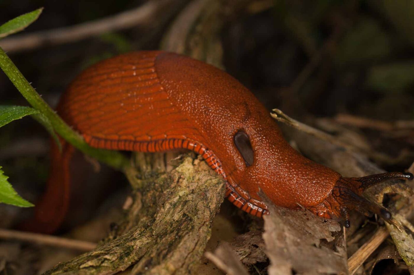 2017-05-21 - NSG Binksknapp Recklinghausen