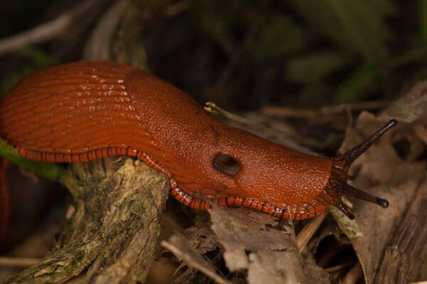 2017-05-21 - NSG Binksknapp Recklinghausen