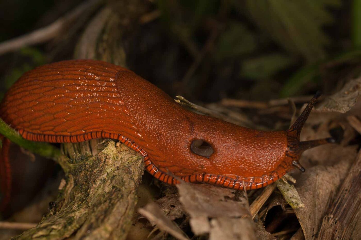 2017-05-21 - NSG Binksknapp Recklinghausen