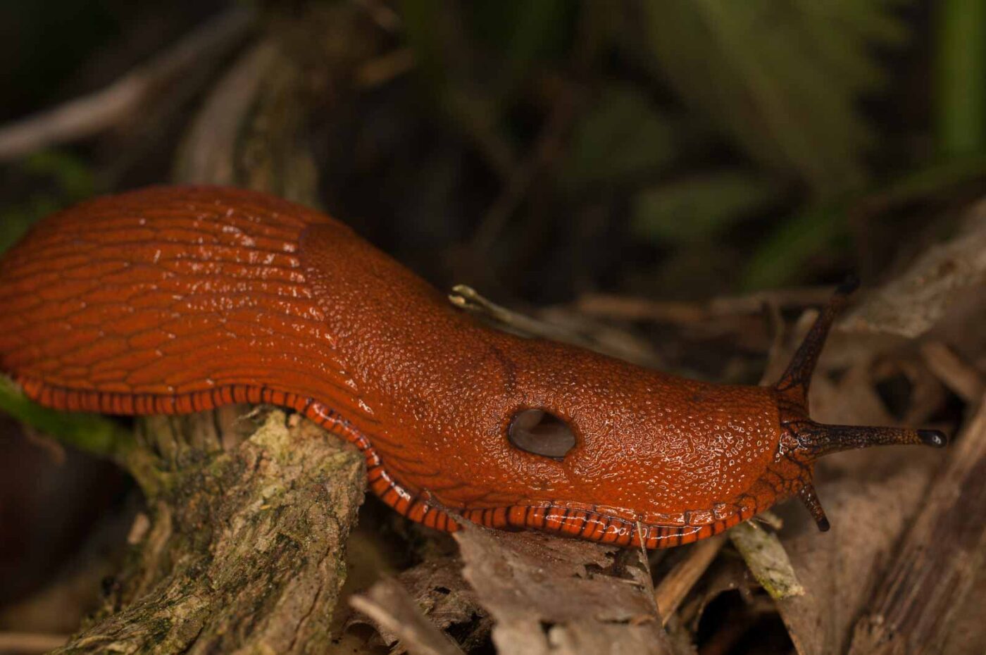 2017-05-21 - NSG Binksknapp Recklinghausen