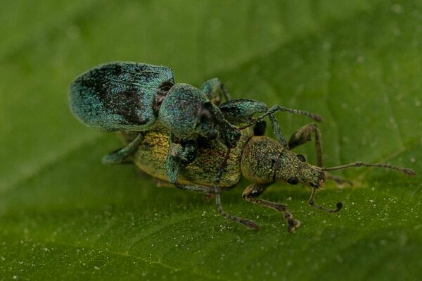 2017-05-21 - NSG Binksknapp Recklinghausen