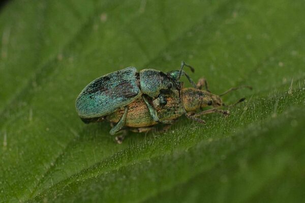 2017-05-21 - NSG Binksknapp Recklinghausen