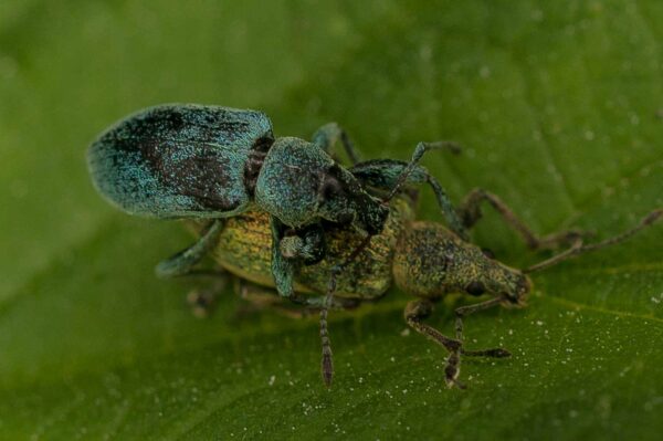 2017-05-21 - NSG Binksknapp Recklinghausen