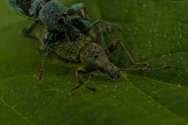 2017-05-21 - NSG Binksknapp Recklinghausen