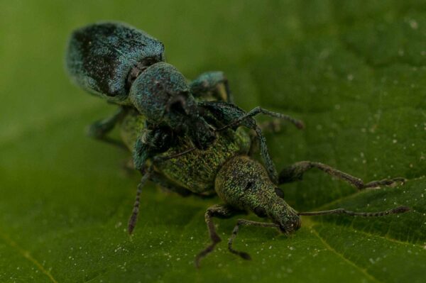 2017-05-21 - NSG Binksknapp Recklinghausen