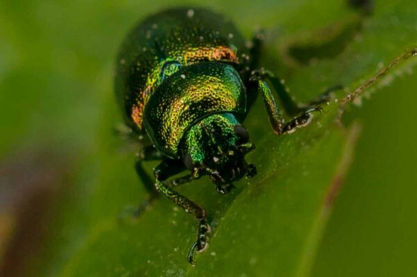 2017-05-21 - NSG Binksknapp Recklinghausen