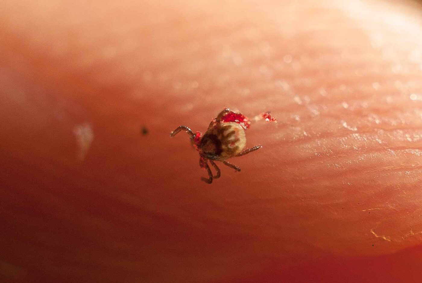 2017-05-21 - NSG Binksknapp Recklinghausen