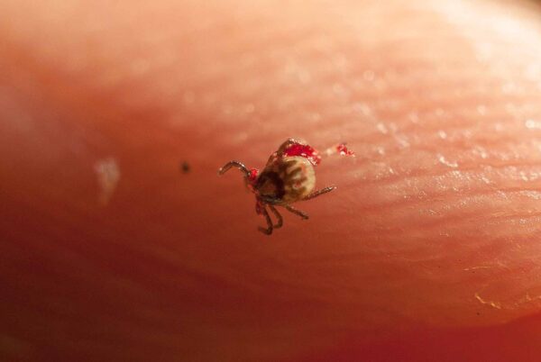 2017-05-21 - NSG Binksknapp Recklinghausen