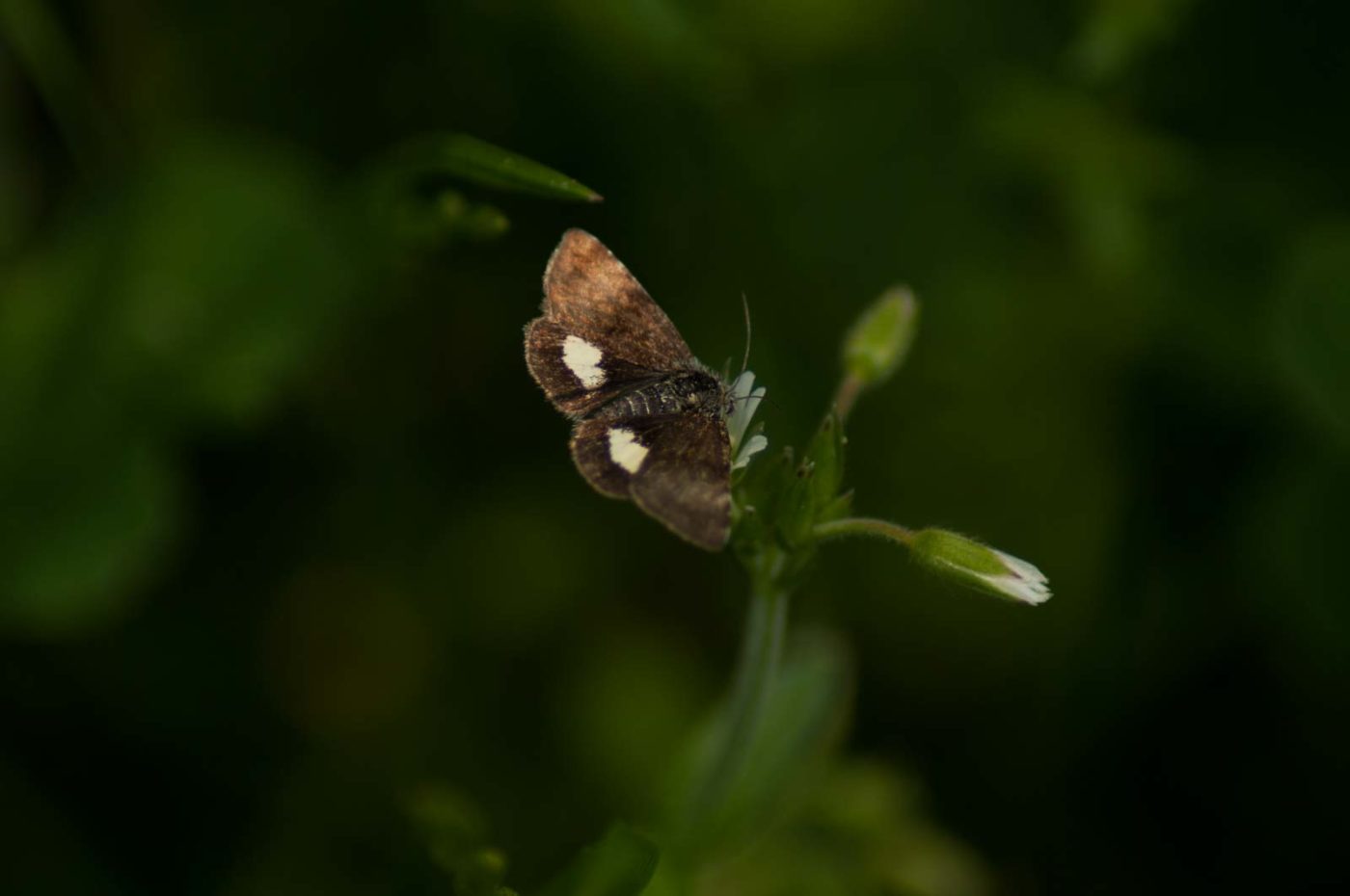 2017-05-23 - Blankenburg im Harz