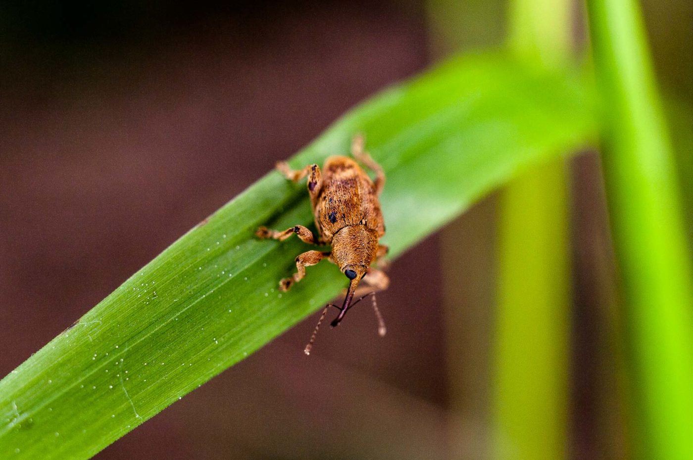 2017-05-23 - Blankenburg im Harz