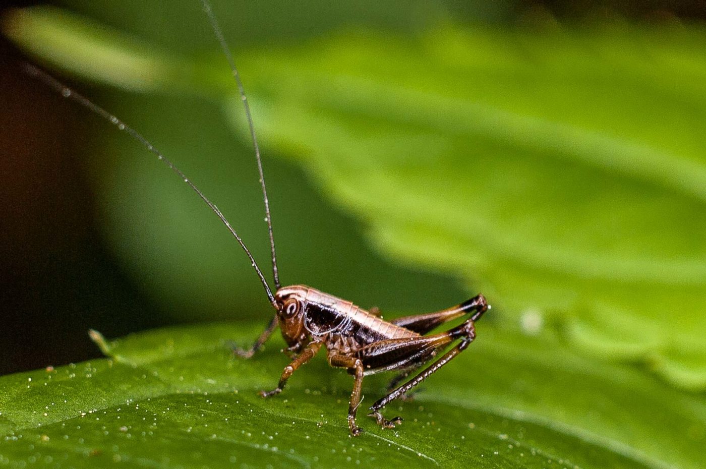 2017-05-23 - Blankenburg im Harz