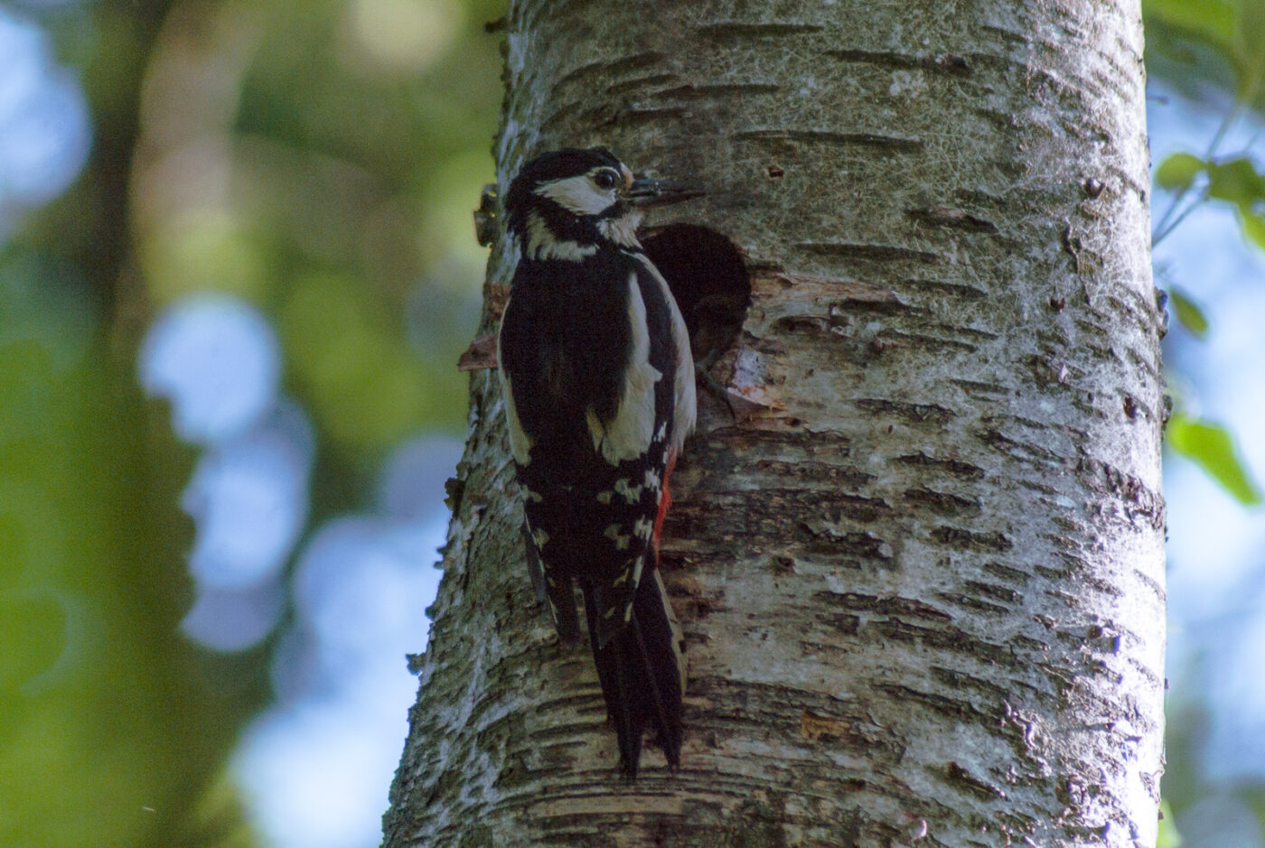 2017-05-27 - NSG Brandheide Recklinghausen
