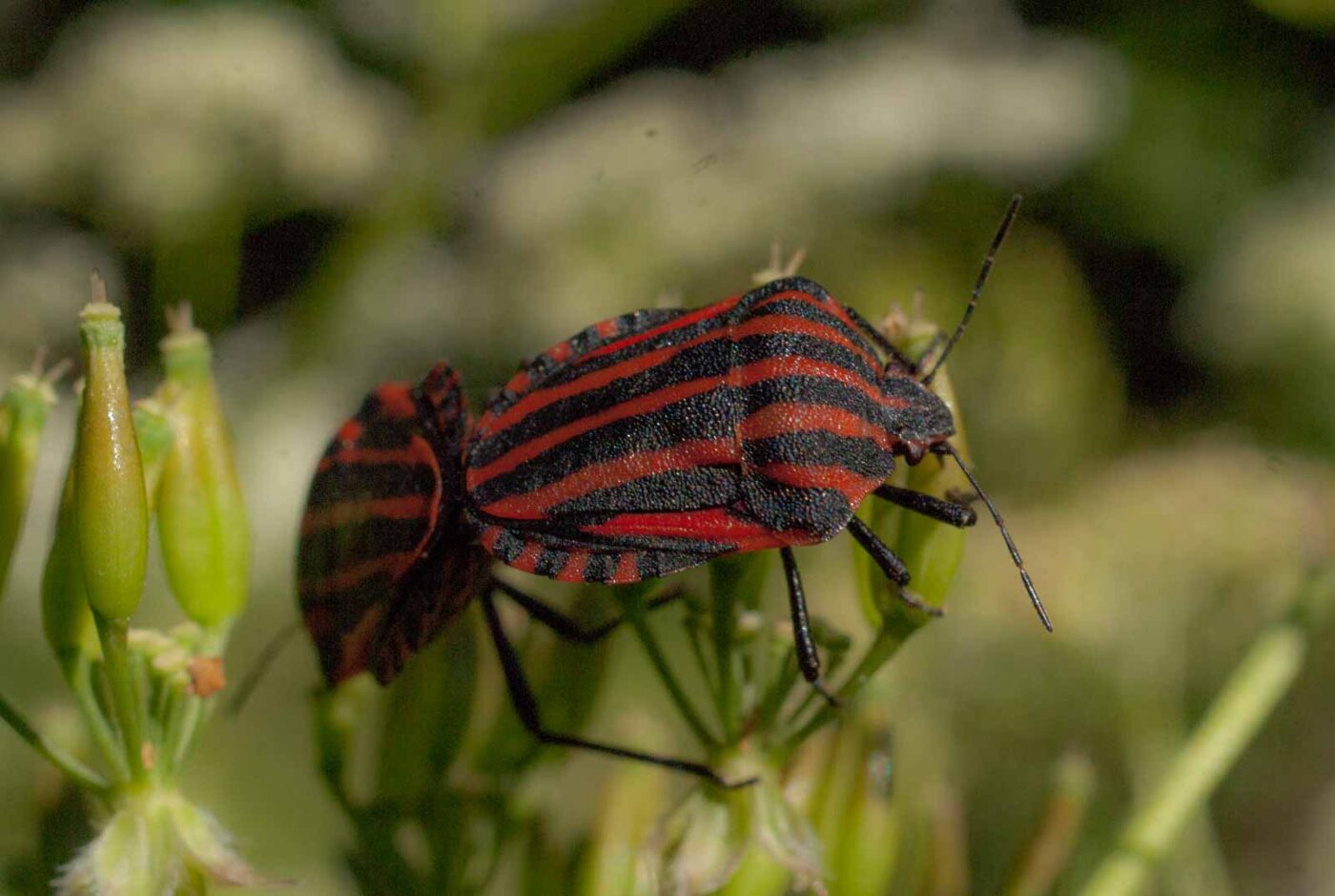 2017-05-27 - NSG Brandheide Recklinghausen