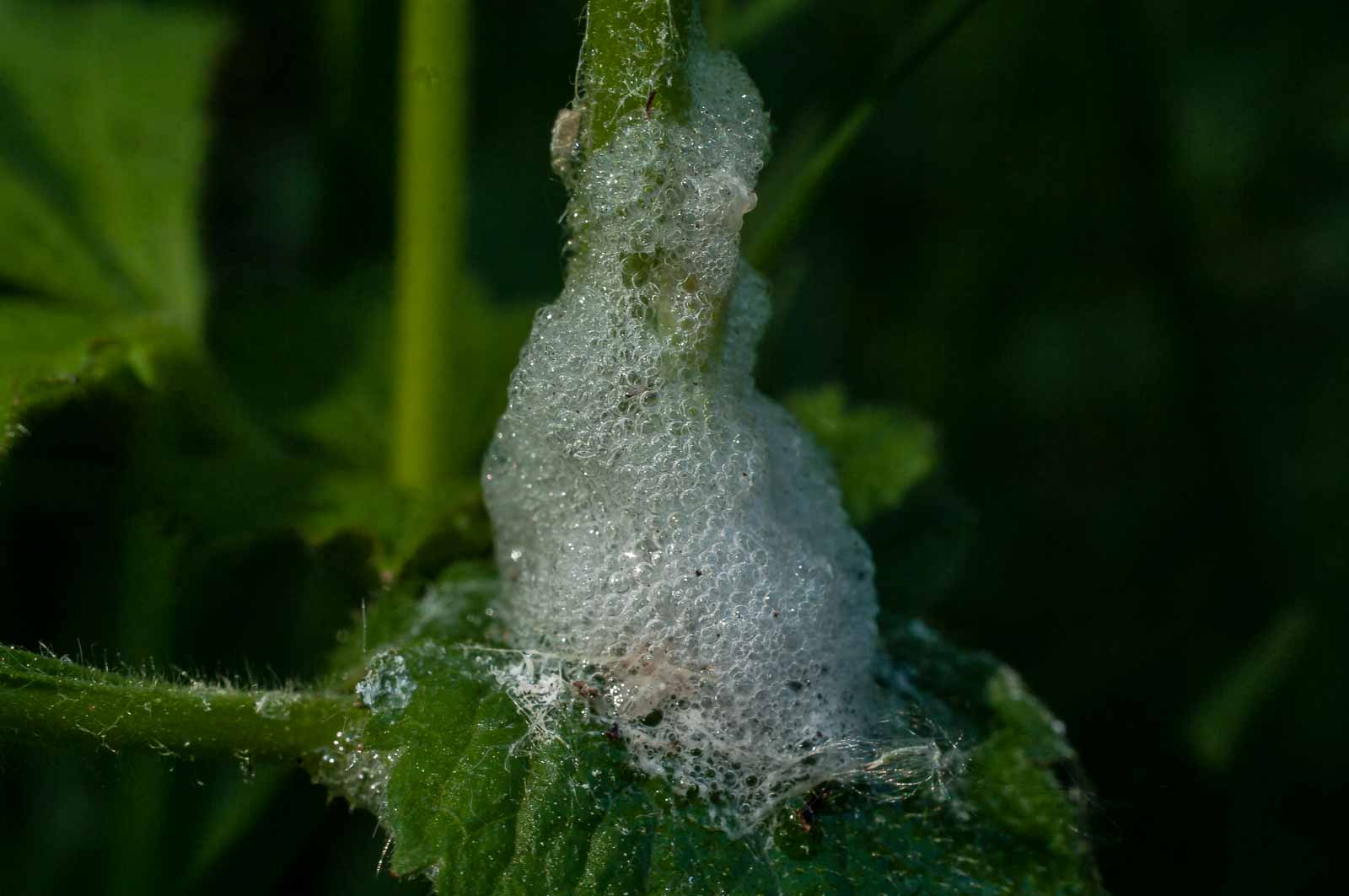 °wiesenschaumzikade°