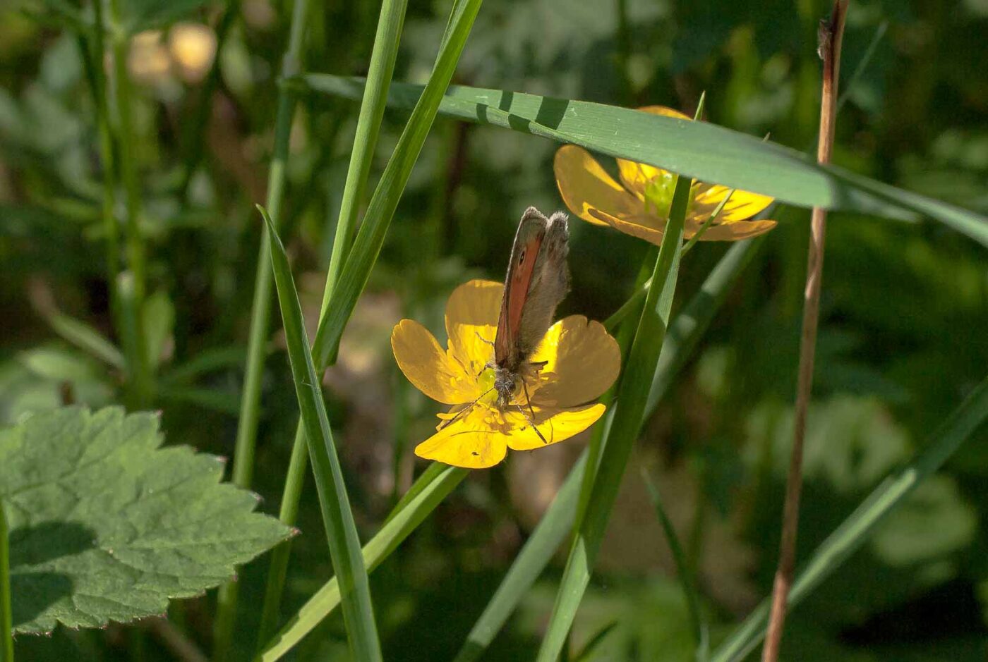 2017-05-27 - NSG Brandheide Recklinghausen