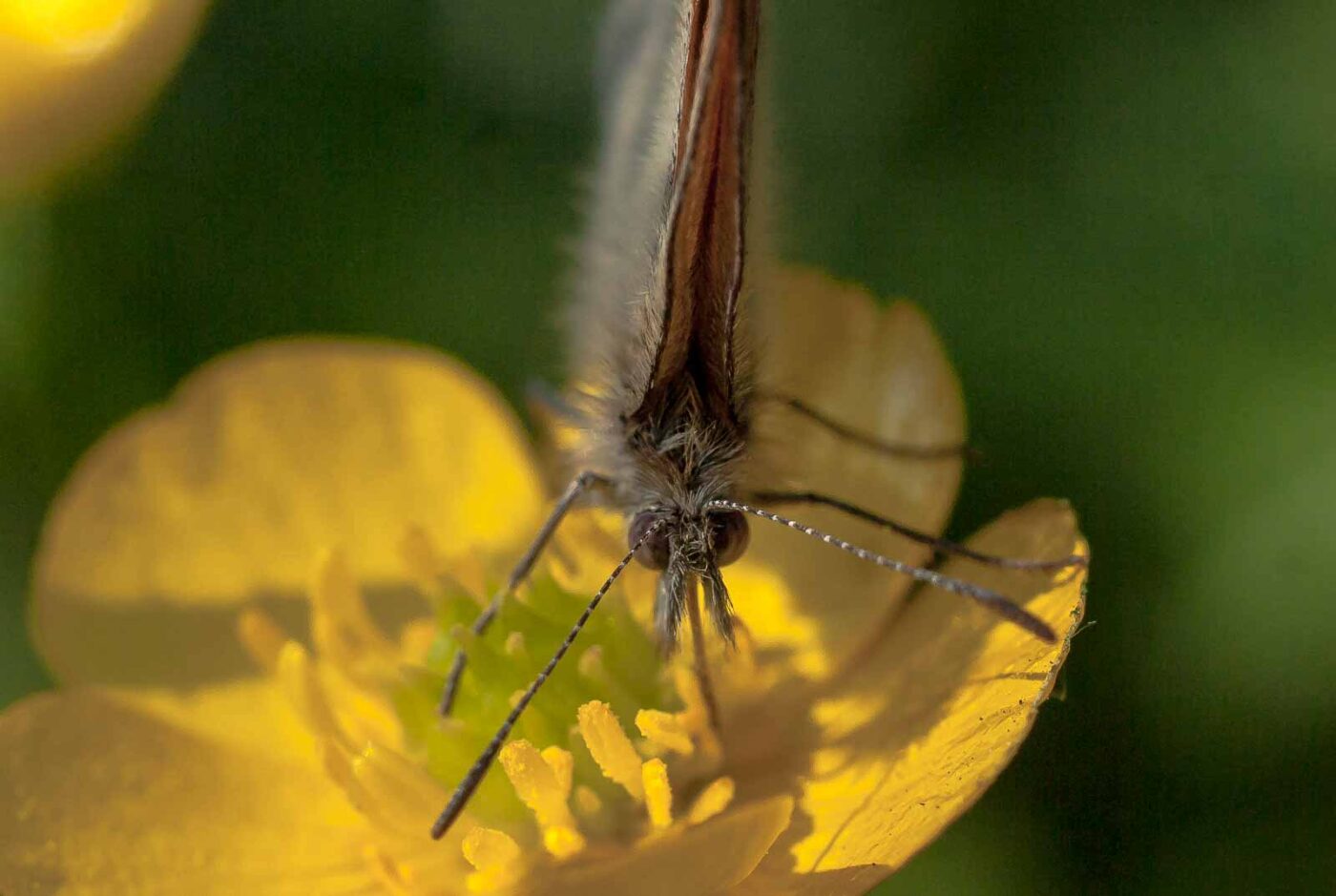 2017-05-27 - NSG Brandheide Recklinghausen