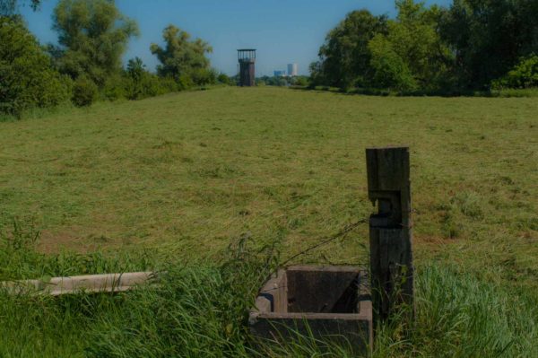 2017-05-27 - NSG Brandheide Recklinghausen