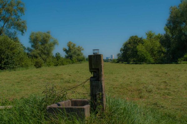 2017-05-27 - NSG Brandheide Recklinghausen