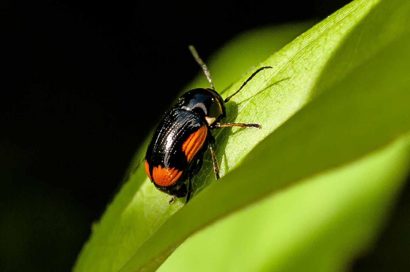 2017-06-05 - NSG Halde Pluto-Wilhelm HER-Wanne