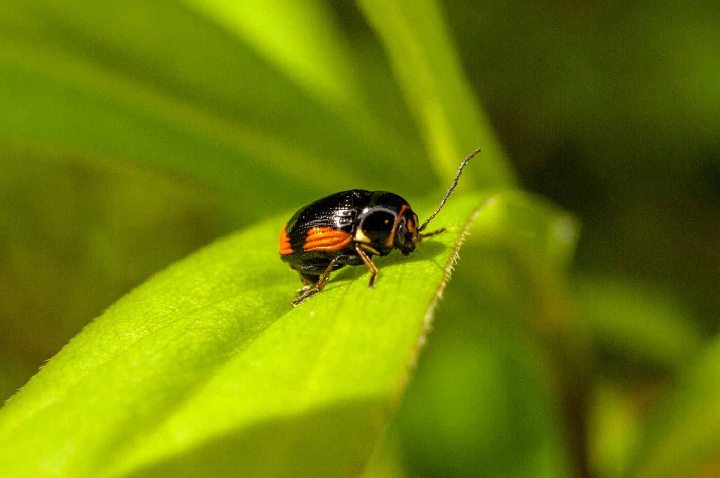 2017-06-05 - NSG Halde Pluto-Wilhelm HER-Wanne
