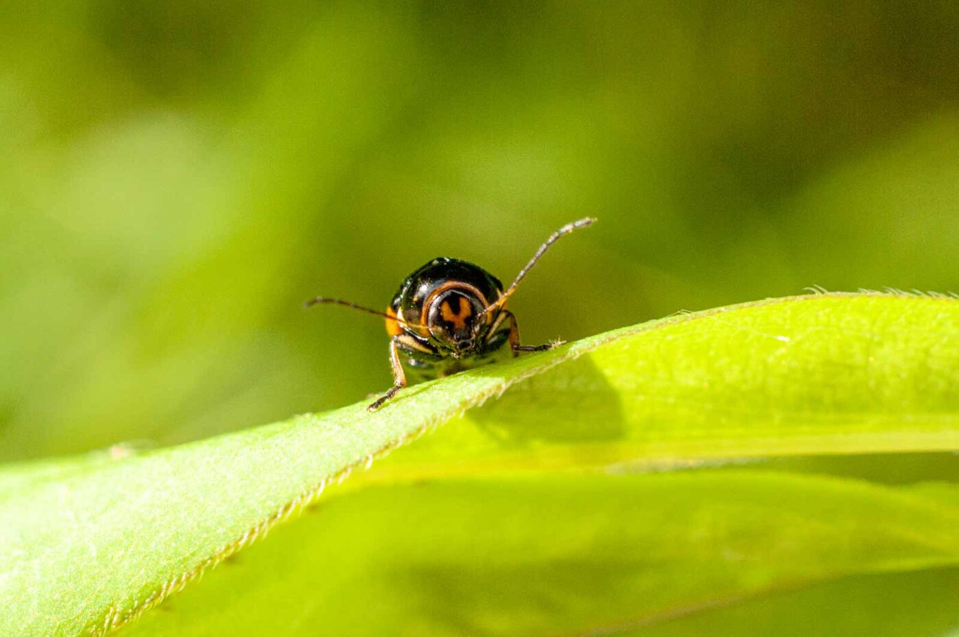 2017-06-05 - NSG Halde Pluto-Wilhelm HER-Wanne