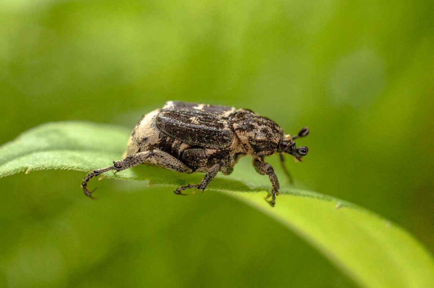 2017-06-05 - NSG Halde Pluto-Wilhelm HER-Wanne