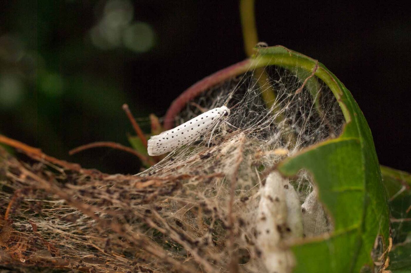 2017-06-05 - NSG Halde Pluto-Wilhelm HER-Wanne