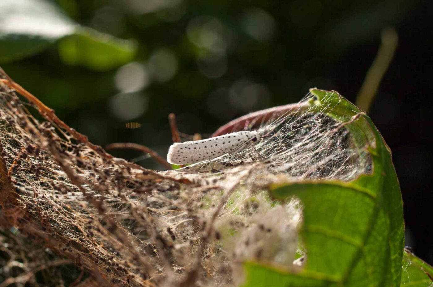 2017-06-05 - NSG Halde Pluto-Wilhelm HER-Wanne