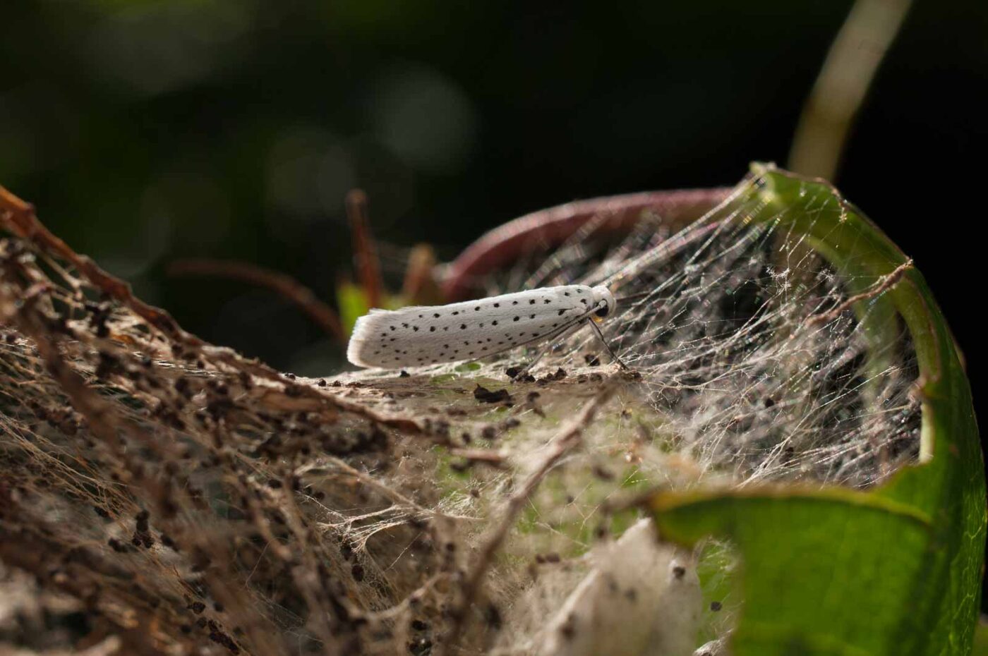 2017-06-05 - NSG Halde Pluto-Wilhelm HER-Wanne