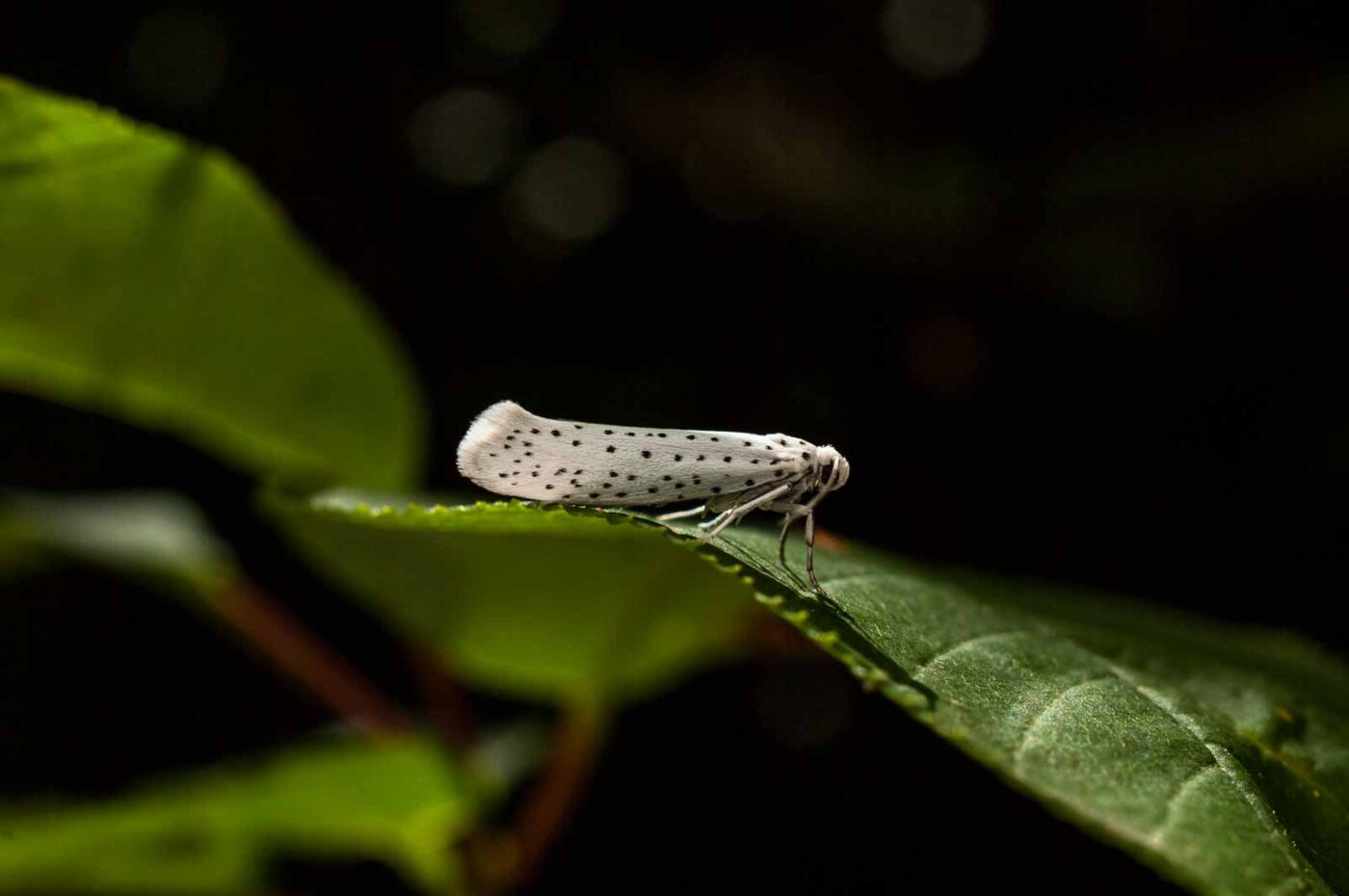 2017-06-05 - NSG Halde Pluto-Wilhelm HER-Wanne