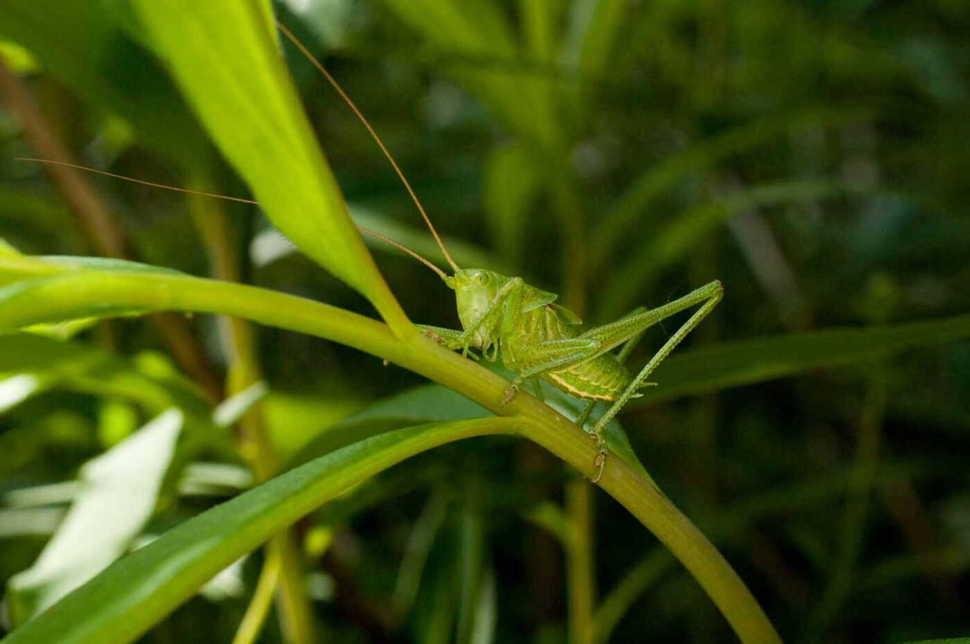 2017-06-05 - NSG Halde Pluto-Wilhelm HER-Wanne