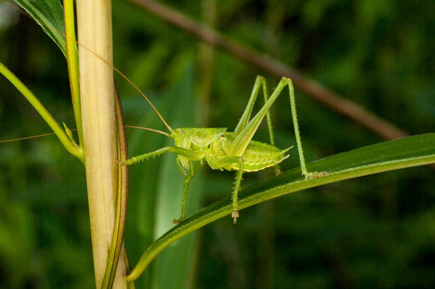 2017-06-05 - NSG Halde Pluto-Wilhelm HER-Wanne