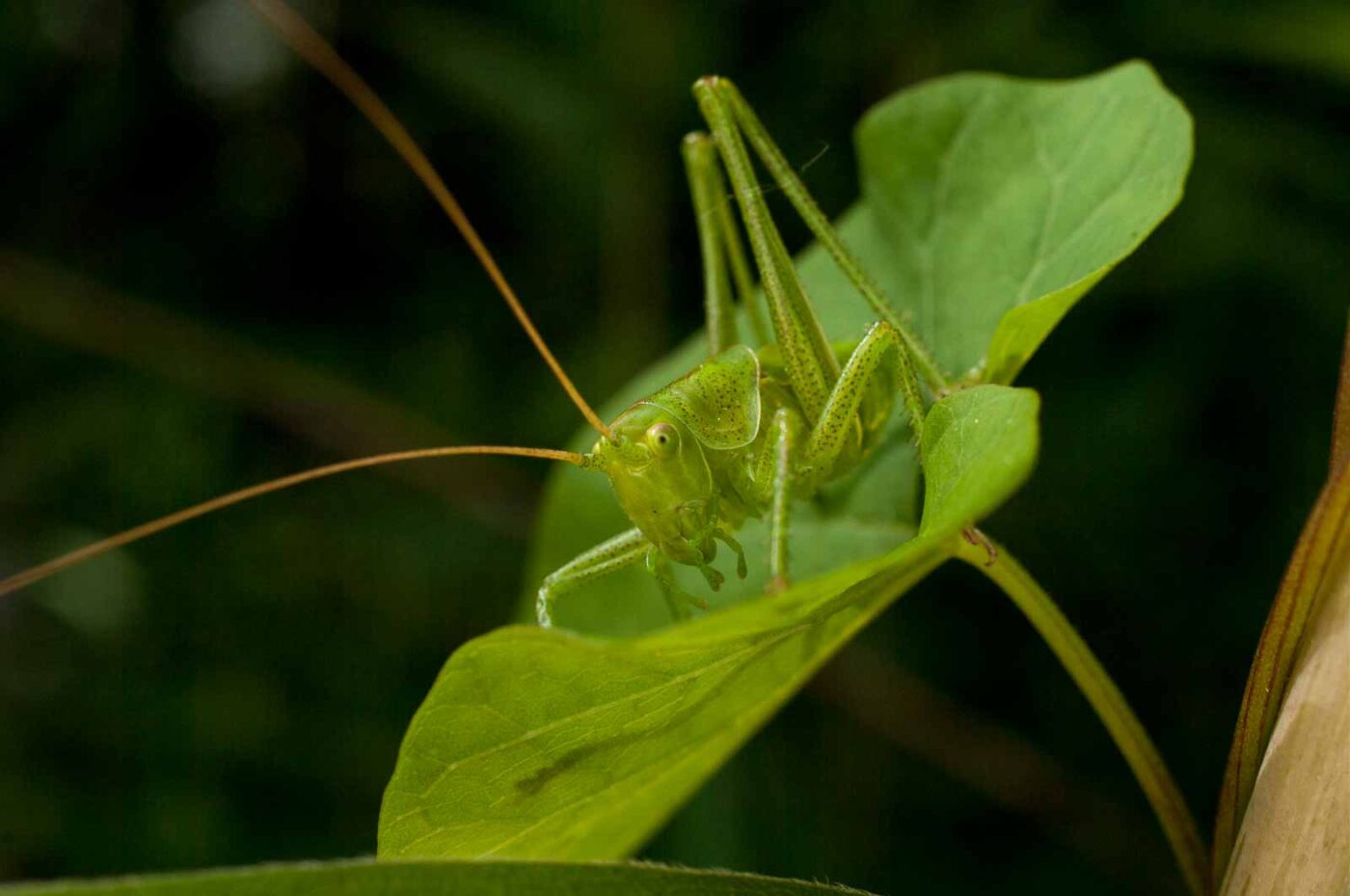 2017-06-05 - NSG Halde Pluto-Wilhelm HER-Wanne