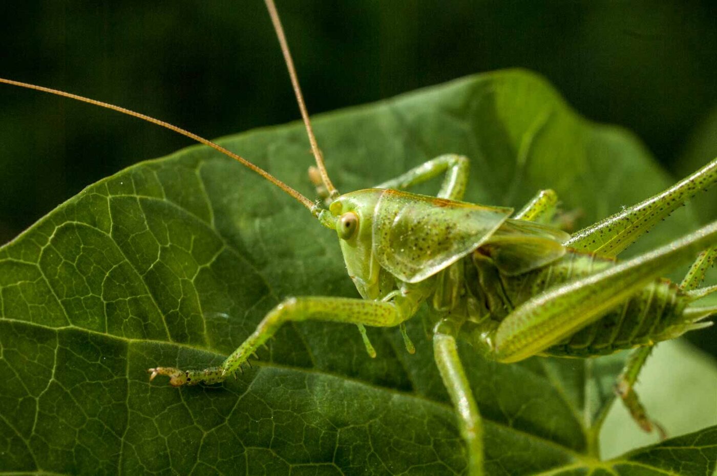 2017-06-05 - NSG Halde Pluto-Wilhelm HER-Wanne