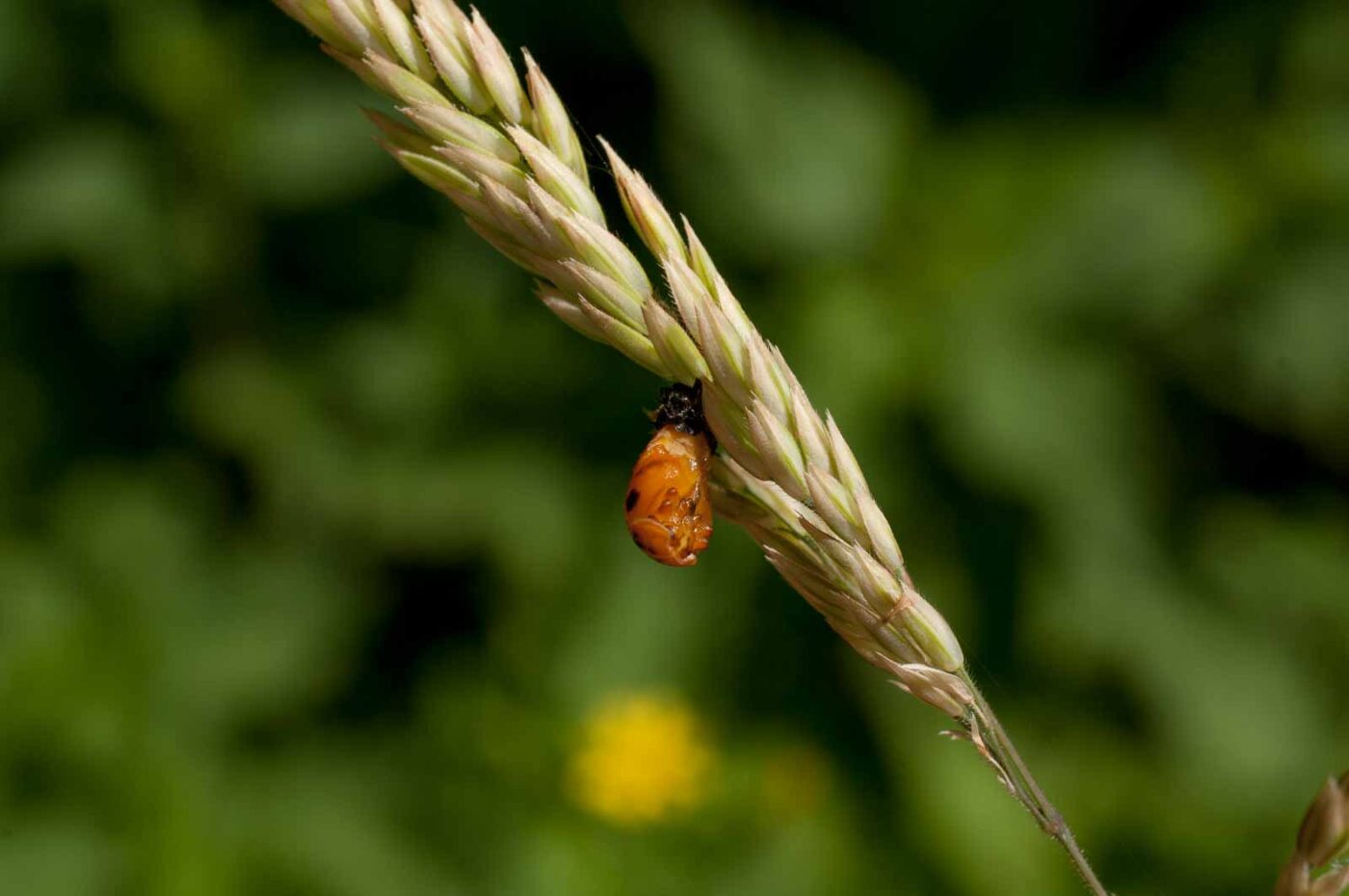 2017-06-05 - NSG Halde Pluto-Wilhelm HER-Wanne