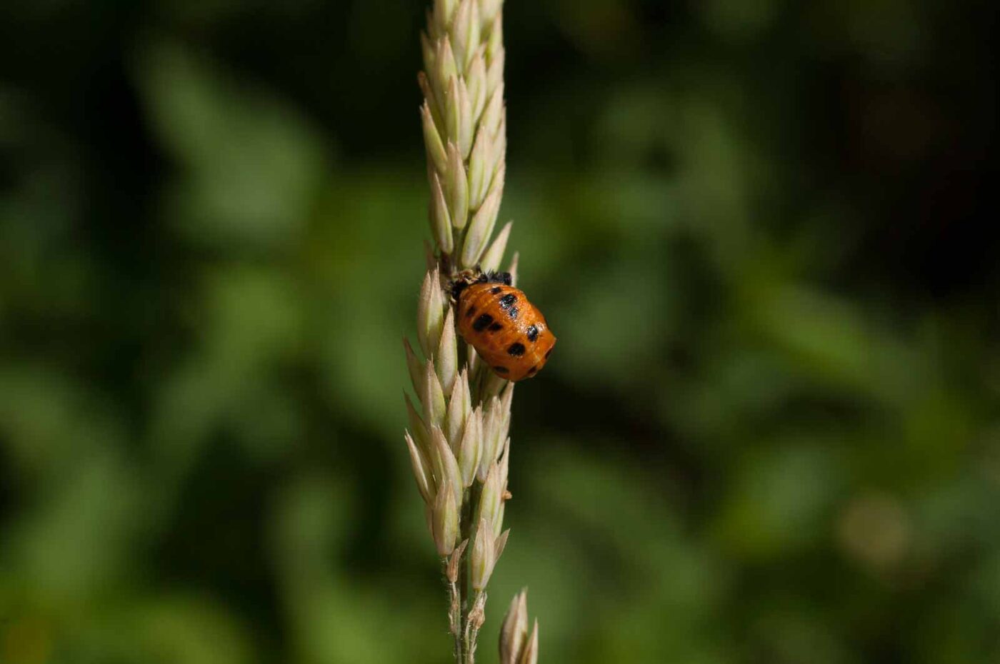 2017-06-05 - NSG Halde Pluto-Wilhelm HER-Wanne