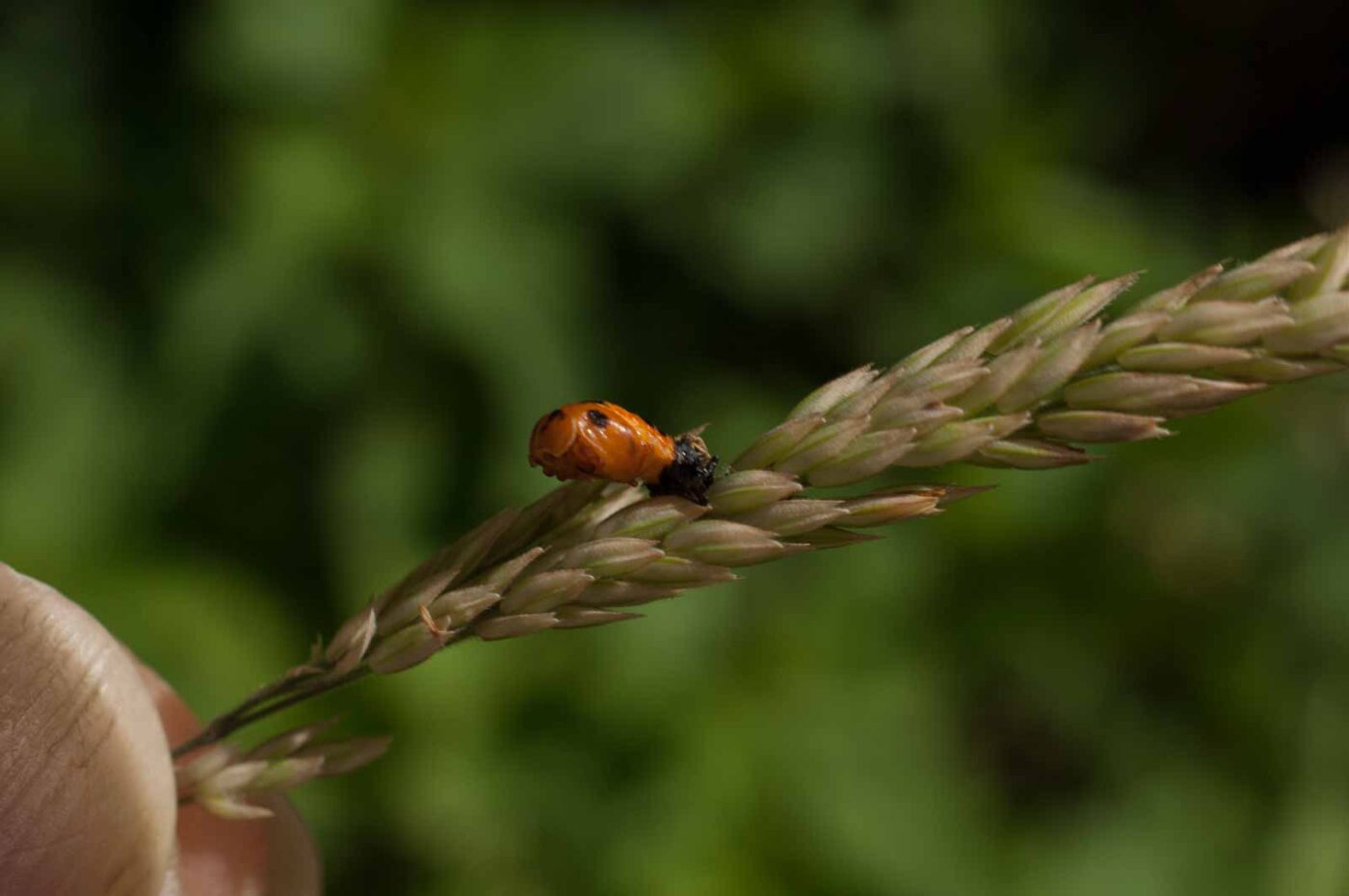 2017-06-05 - NSG Halde Pluto-Wilhelm HER-Wanne