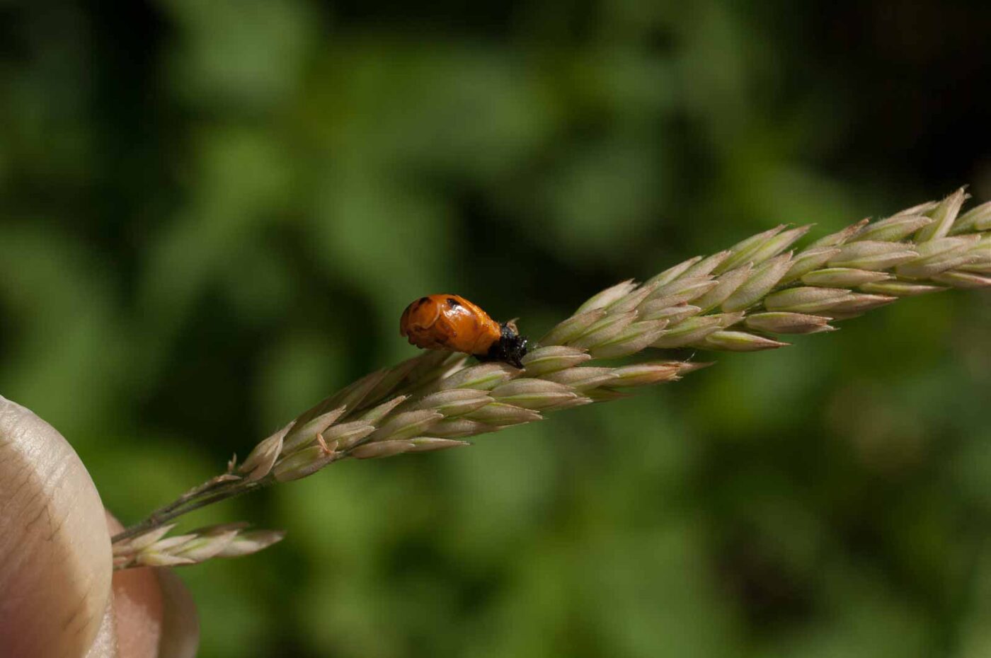 2017-06-05 - NSG Halde Pluto-Wilhelm HER-Wanne