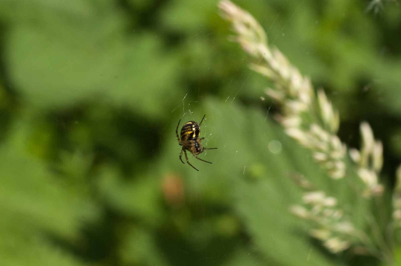 2017-06-05 - NSG Halde Pluto-Wilhelm HER-Wanne