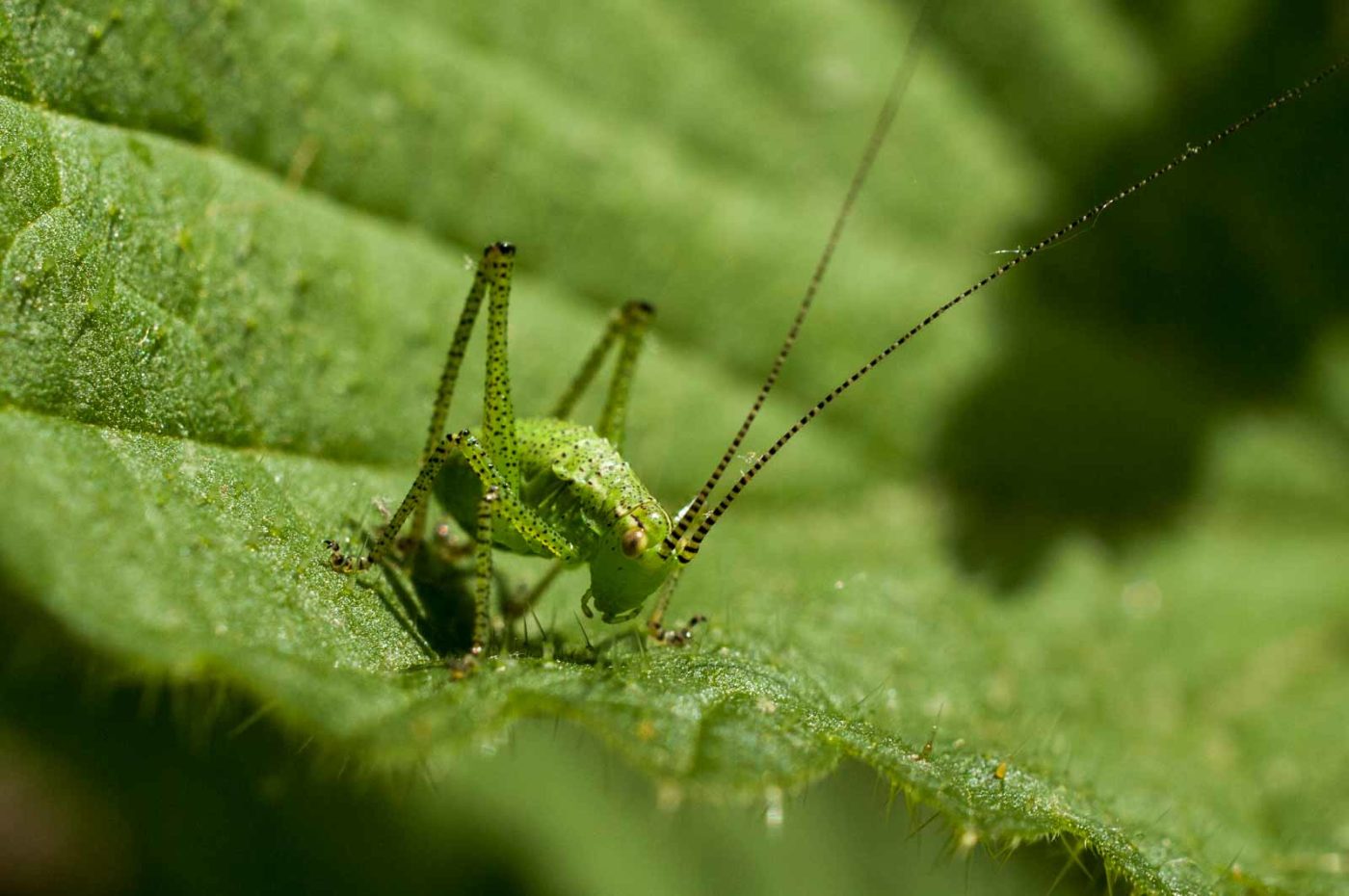 2017-06-05 - NSG Halde Pluto-Wilhelm HER-Wanne