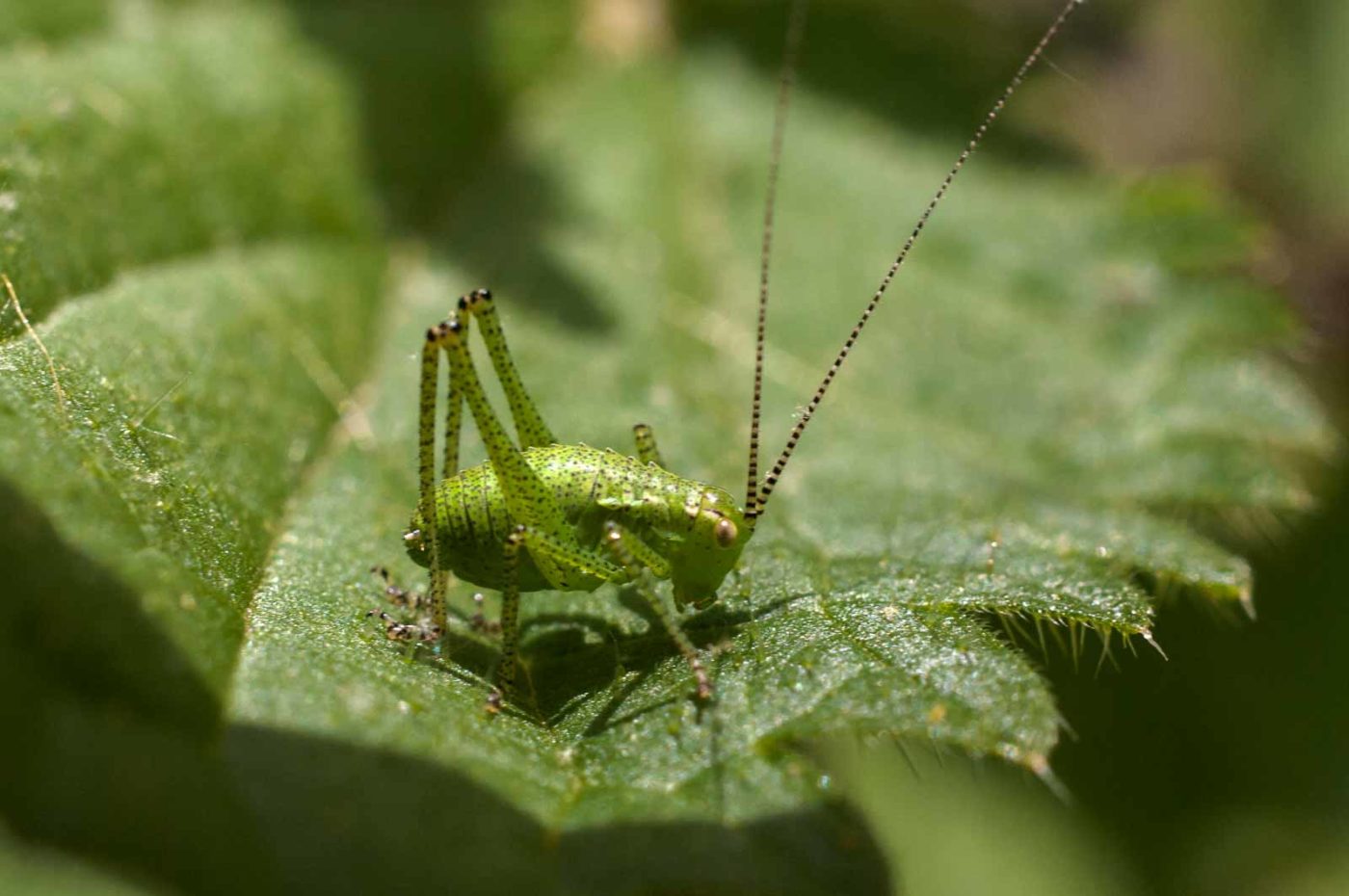 2017-06-05 - NSG Halde Pluto-Wilhelm HER-Wanne