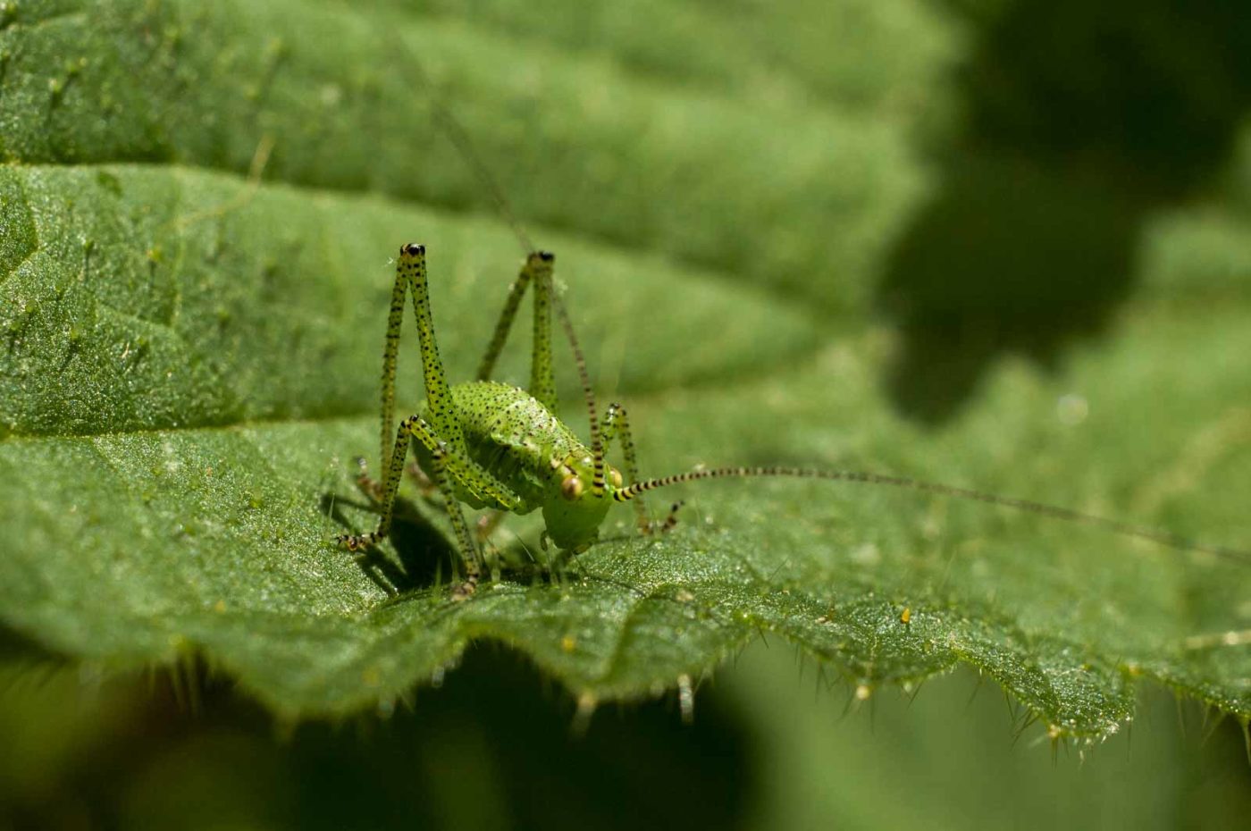 2017-06-05 - NSG Halde Pluto-Wilhelm HER-Wanne