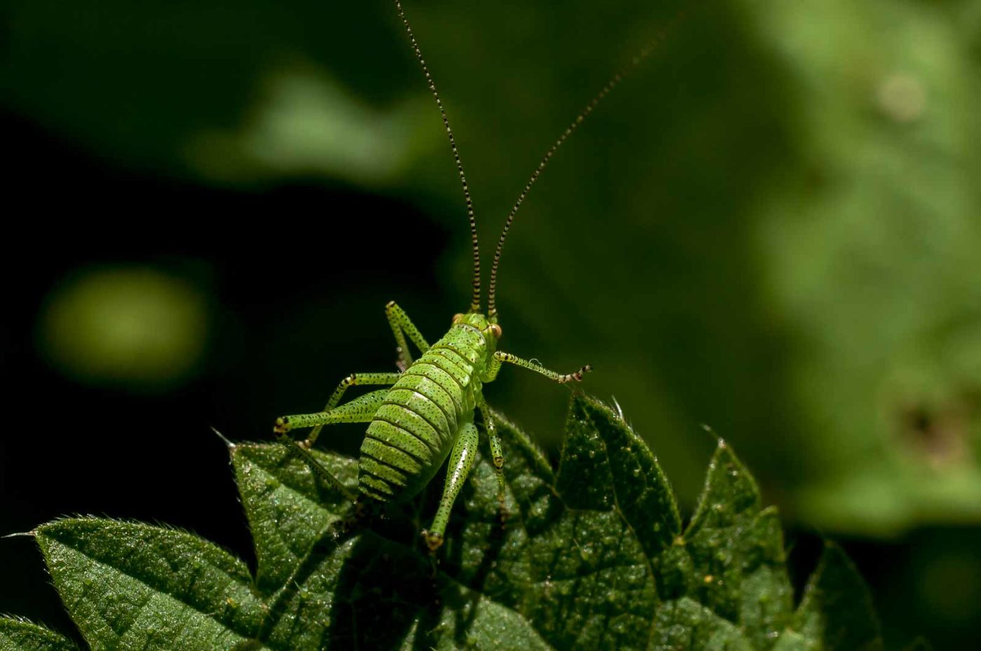2017-06-05 - NSG Halde Pluto-Wilhelm HER-Wanne