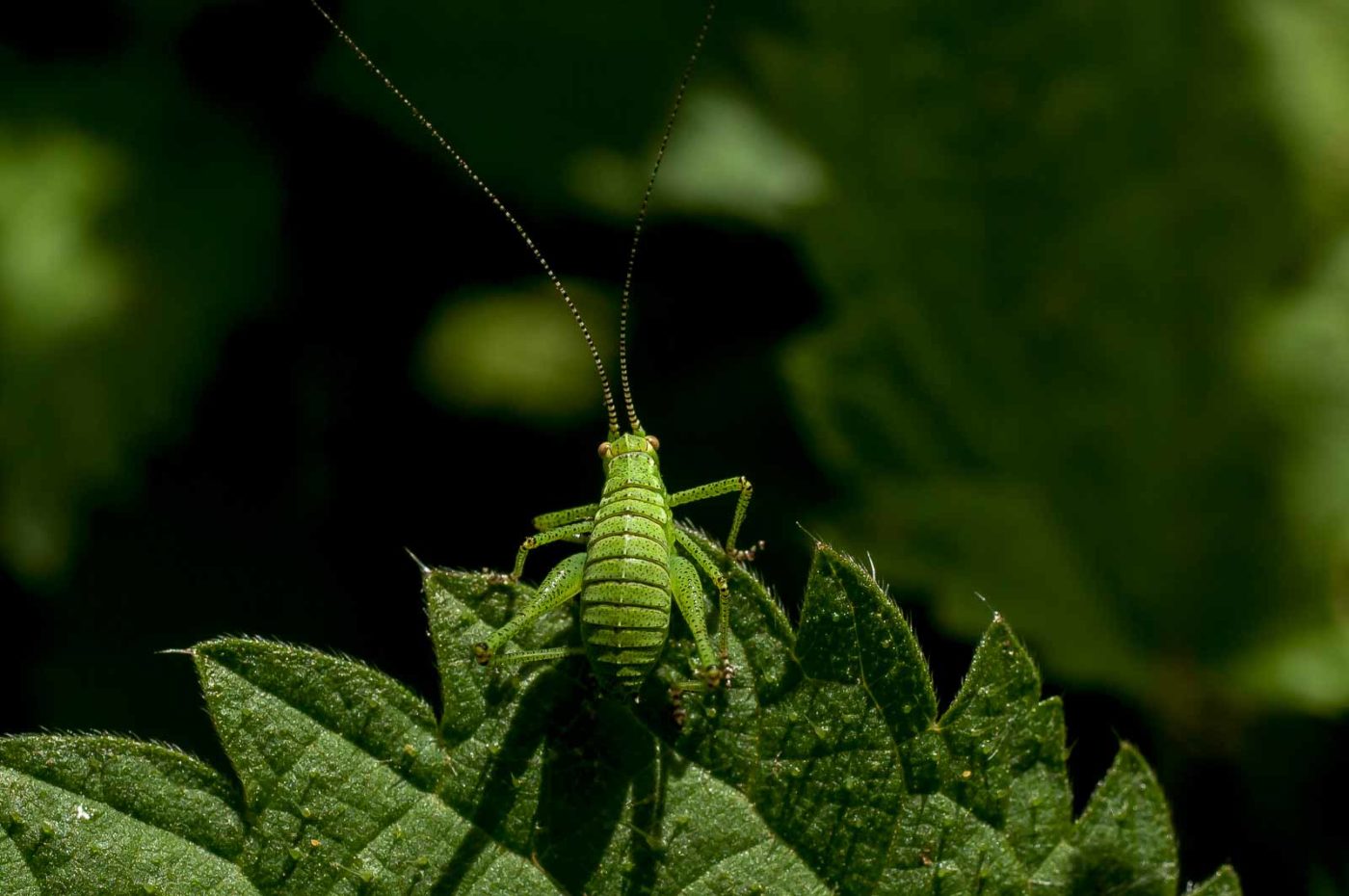 2017-06-05 - NSG Halde Pluto-Wilhelm HER-Wanne