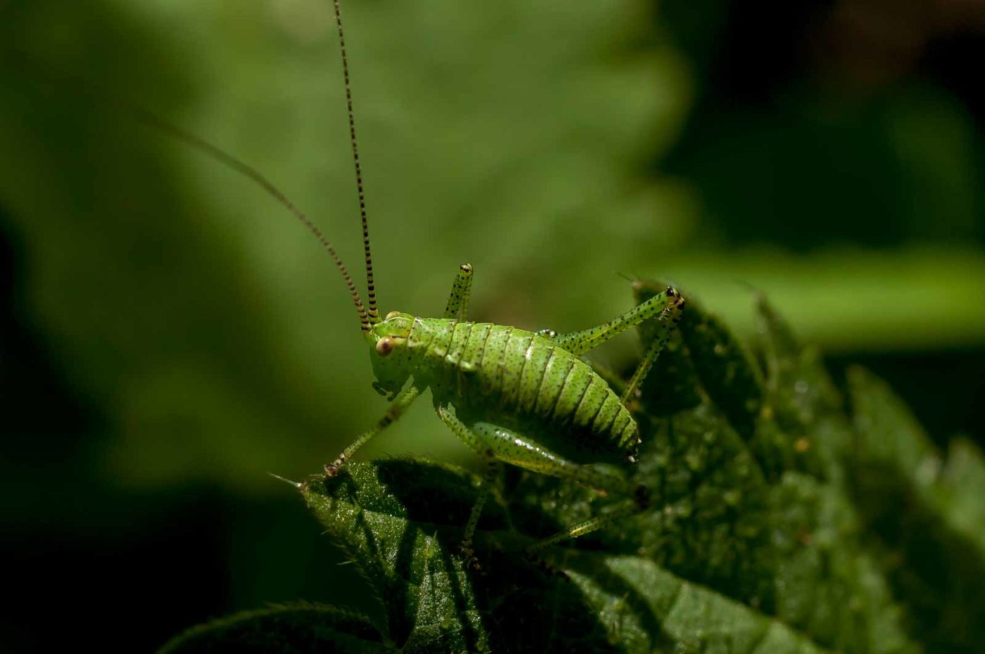 2017-06-05 - NSG Halde Pluto-Wilhelm HER-Wanne