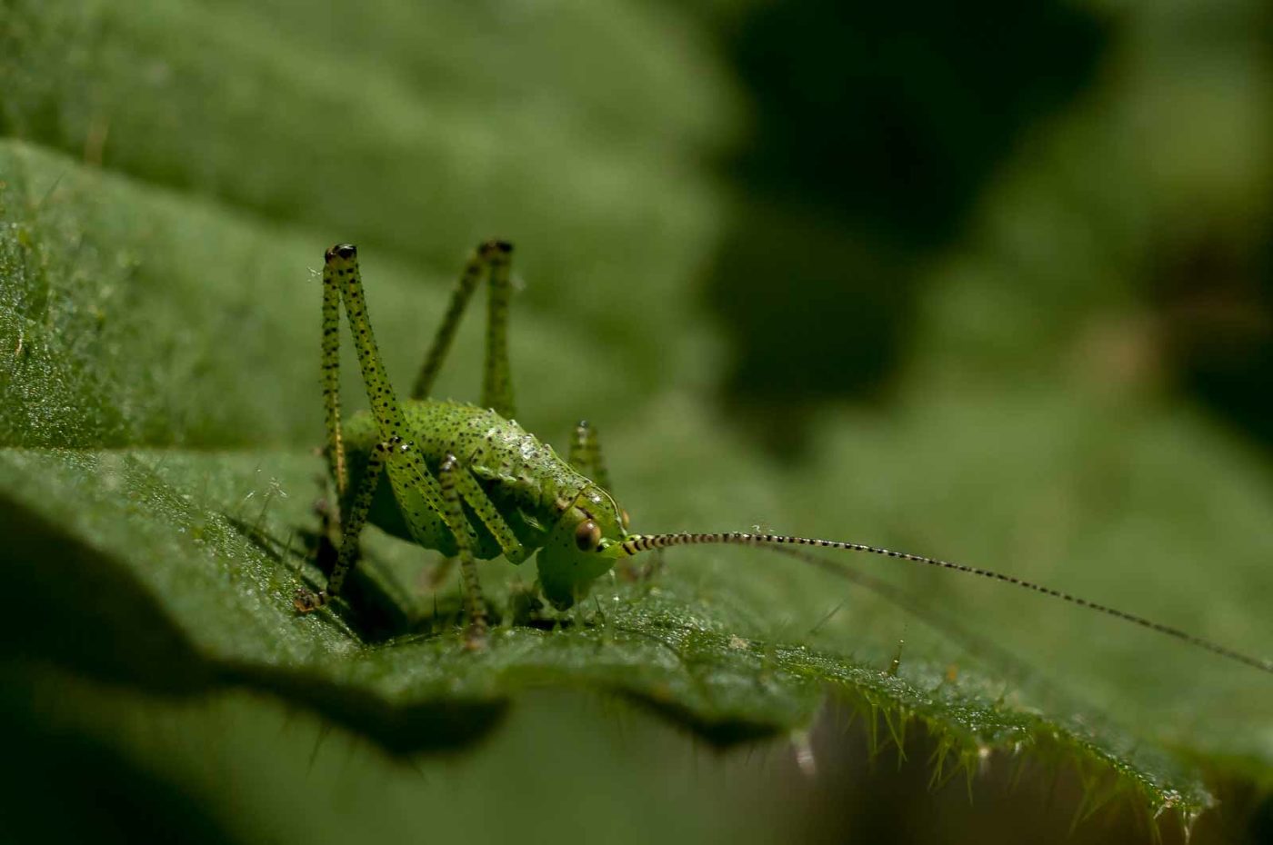2017-06-05 - NSG Halde Pluto-Wilhelm HER-Wanne