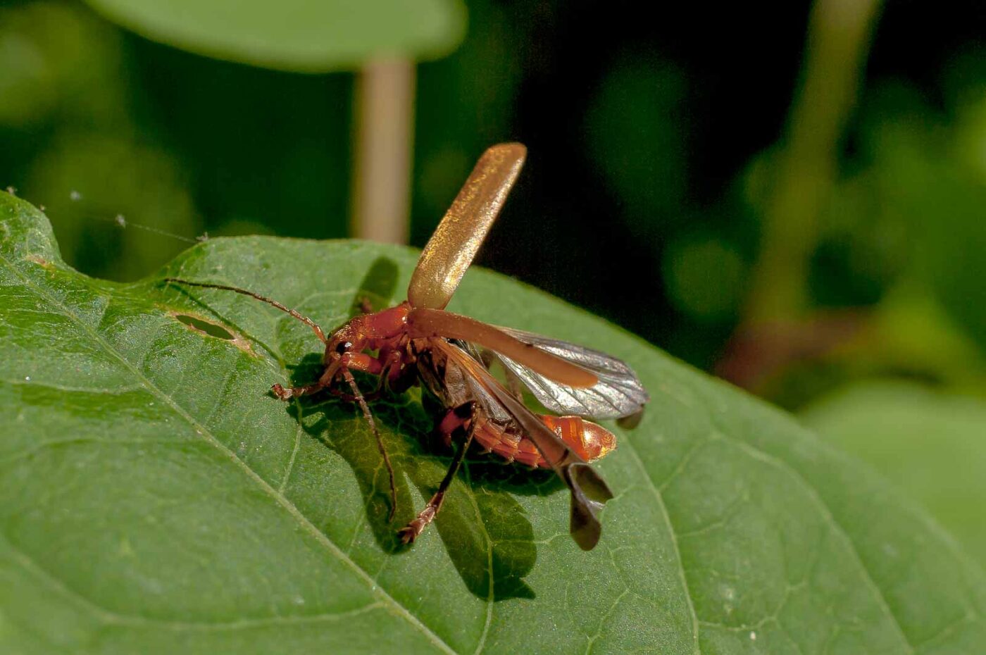 2017-06-05 - NSG Halde Pluto-Wilhelm HER-Wanne